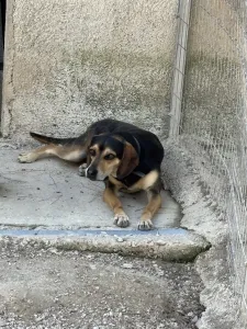 Adoptionsprofil für Ken
