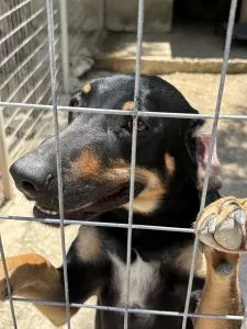 Adopt Pongo