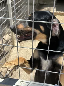 Adopt Pongo