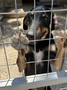 Adopt Pongo