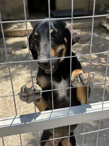 Adopt Pongo