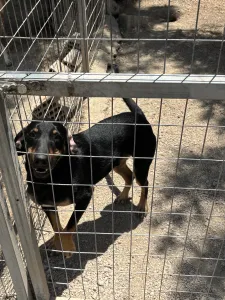 Adopt Pongo