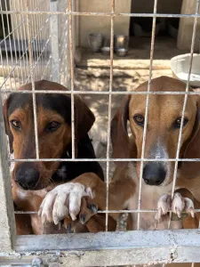 Adopt Coffee