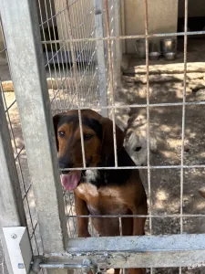 Adopt Taz