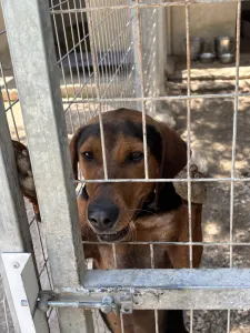 Adopt Taz