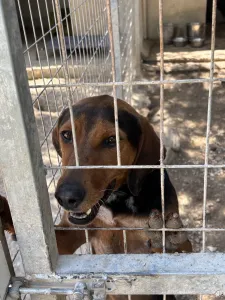 Adopt Taz