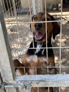 Adopt Taz