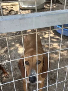Adopt Coffee