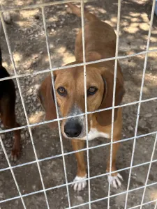 Adopt Coffee