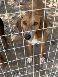 Adopt Coffee
