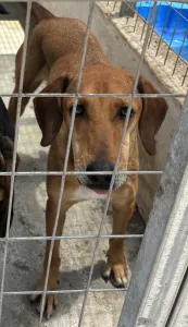 Adoptionsprofil für Dias