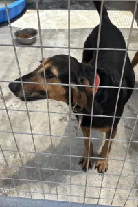 Adoptie hond Molly