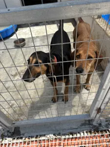 Hund Dias adoptieren