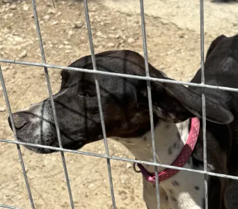 Hund Barbie adoptieren