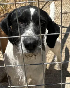 Adoptionsprofil für Markos