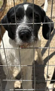 Adopt Markos