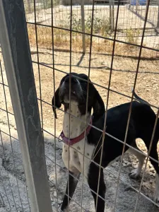 Hund Barbie adoptieren