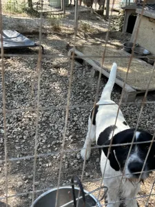 Adopt Markos