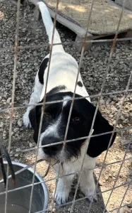 Adopt Markos
