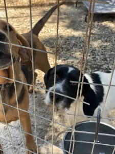 Adopt Markos