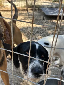 Adopt Markos
