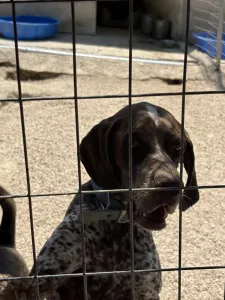 Adoptionsprofil für Choco