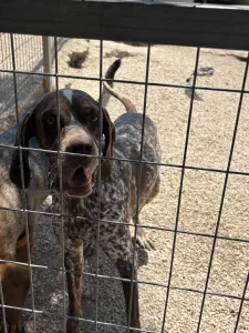 Hund Choco adoptieren