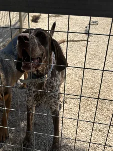 Hund Choco adoptieren