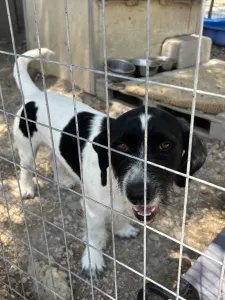 Adopt Markos