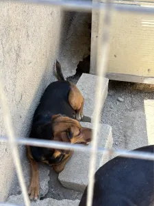 Hund Troufa adoptieren