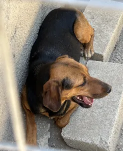 Hund Troufa adoptieren