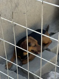 Hund Troufa adoptieren