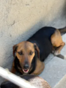 Hund Troufa adoptieren