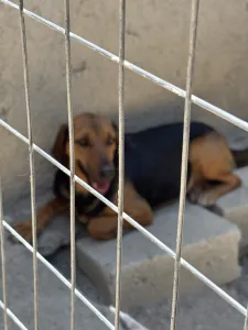 Hund Troufa adoptieren