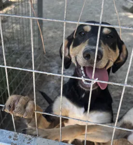 Adopt Axileas