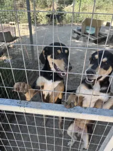 Adopt Axileas