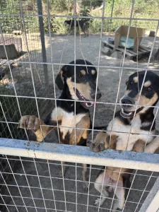 Adopt Axileas