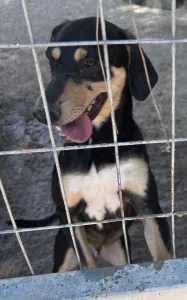 Adopt Axileas