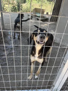 Adopt Axileas