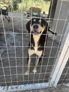 Adopt Axileas