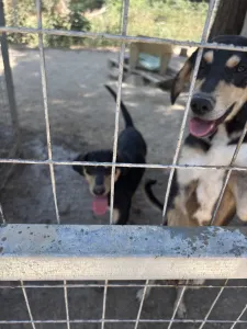 Adopt Axileas