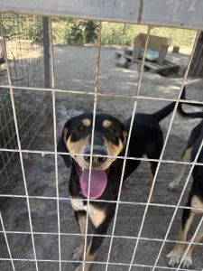 Adopt Axileas