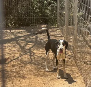 Hund Agapi adoptieren