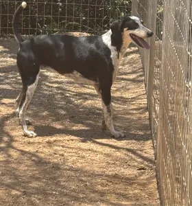 Hund Agapi adoptieren