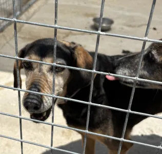 Hund Ten adoptieren