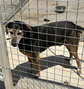 Hund Ten adoptieren