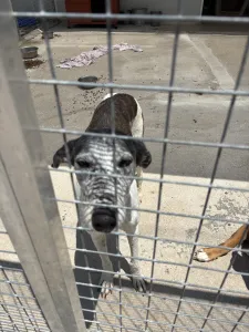 Adoptie hond Lucky