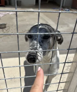 Adoptie hond Lucky