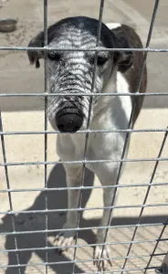 Adoptie hond Lucky