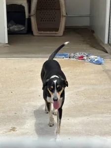 Adopt Liza